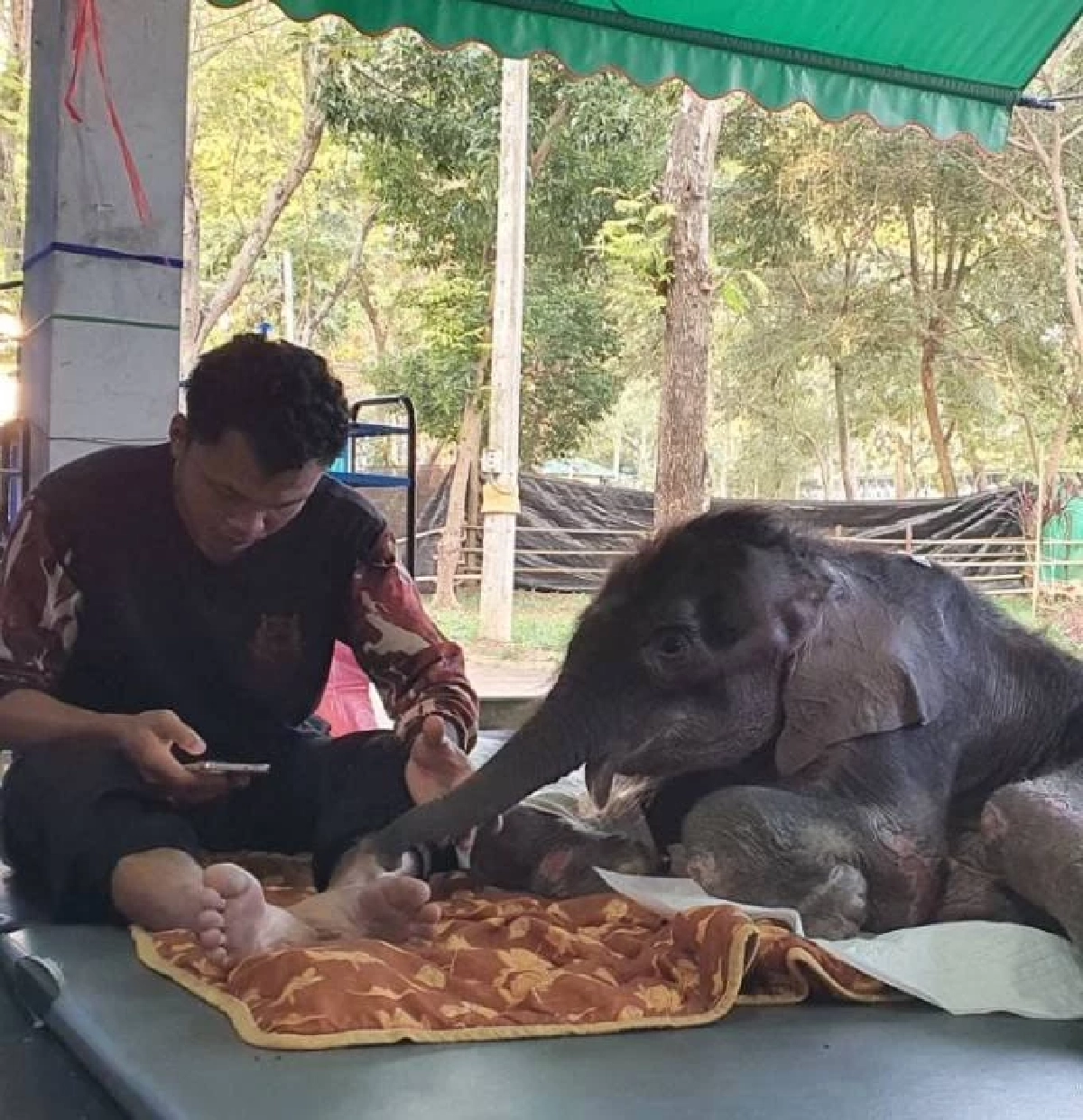ลูกช้าง “พังข้าวต้ม” ฟื้นตัวเร็ว! กินนมเพิ่ม-ร่าเริงขึ้นชัดเจน