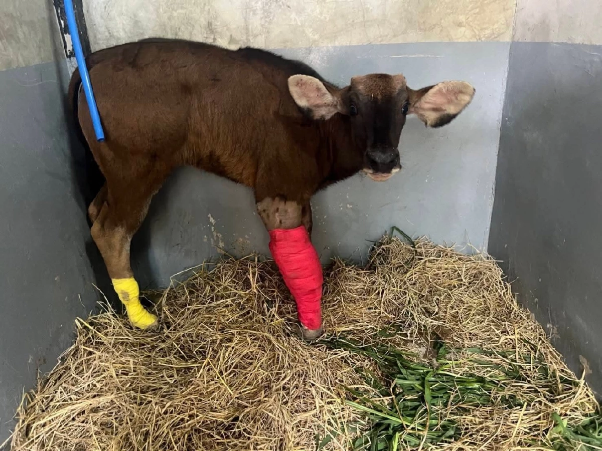 บ่วงสลิงมรณะรัดลูกกระทิงเขาใหญ่ ขาเจ็บหนักถึงกระดูก ทีมแพทย์เร่งช่วย