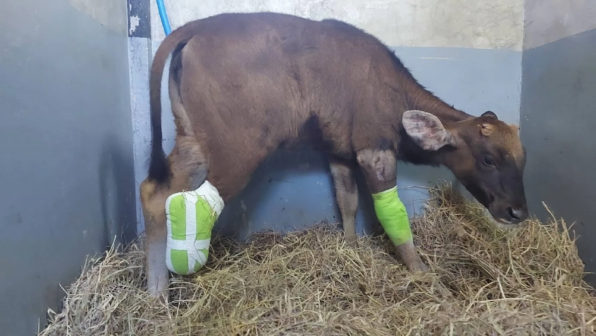 สัตวแพทย์จำใจต้องตัดขา “ลูกกระทิงติดบ่วง” ล่าสุดอาการดีขึ้น