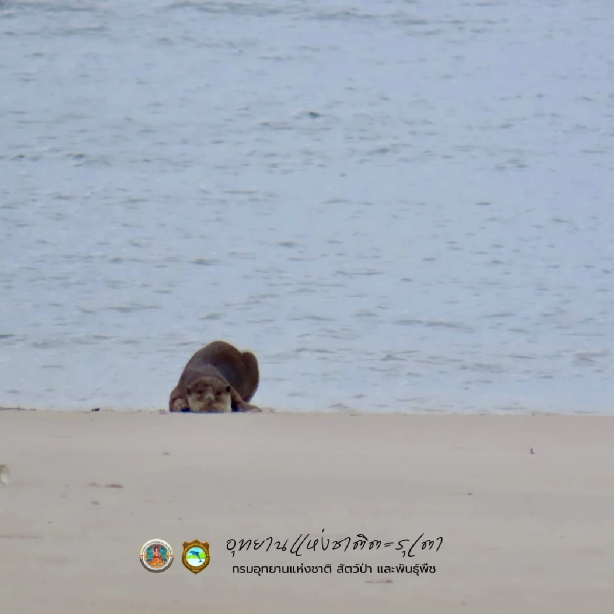 นักท่องเที่ยวฮือฮา นากใหญ่ขนเรียบโผล่หาดพันเตมะละกา