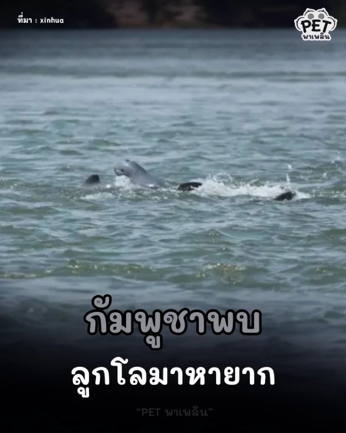 กัมพูชาพบลูกโลมาอิรวดีเกิดใหม่ ดันประชากรเป็น 112 ตัว