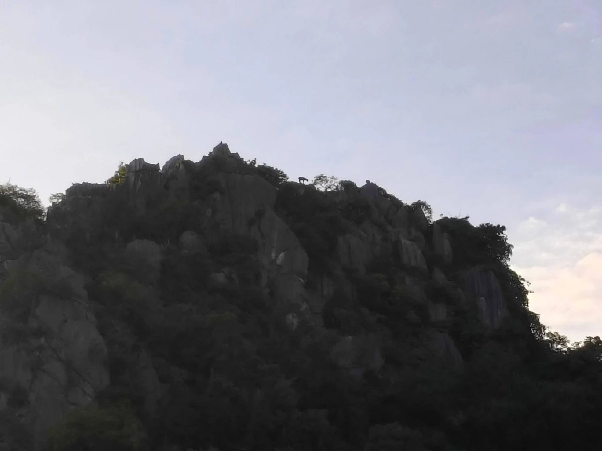 เลียงผาโผล่กลางผาเขาสามร้อยยอด สัญญาณป่ากลับมาสมบูรณ์