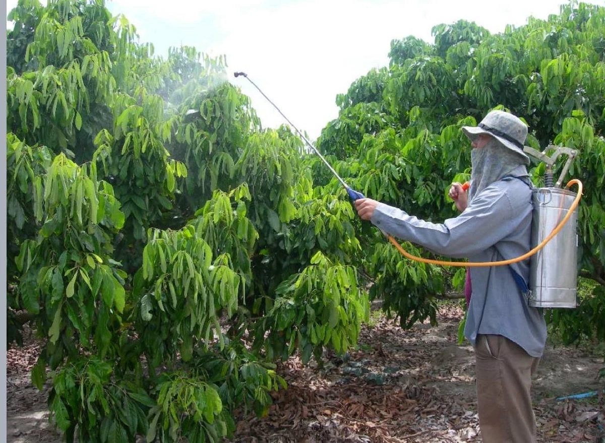ชาวสวนควรรู้ ให้คลอเรตยังไง ลำไยถึงออกดอกสวย ใช้พลาดเสี่ยงพัง