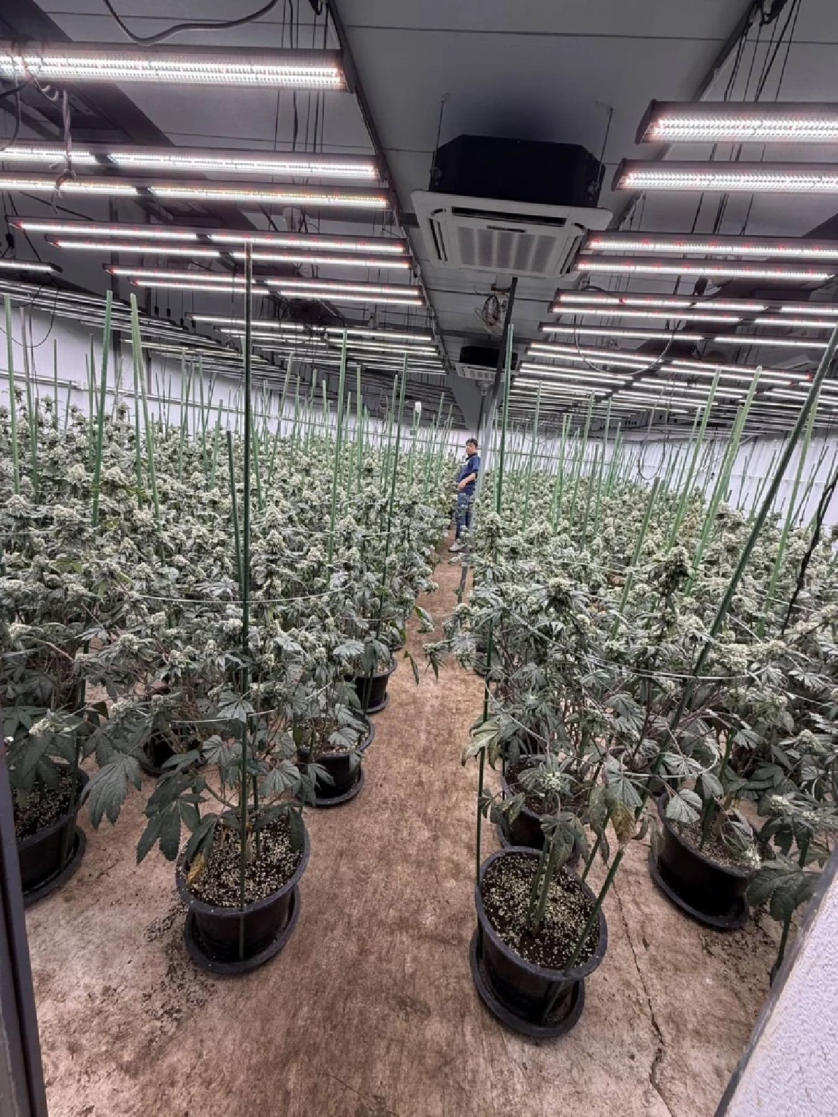 ดส.ผนึกกำลังกรมการแพทย์แผนไทย บุกทลายโกดังลอบปลูกกัญชาเถื่อน