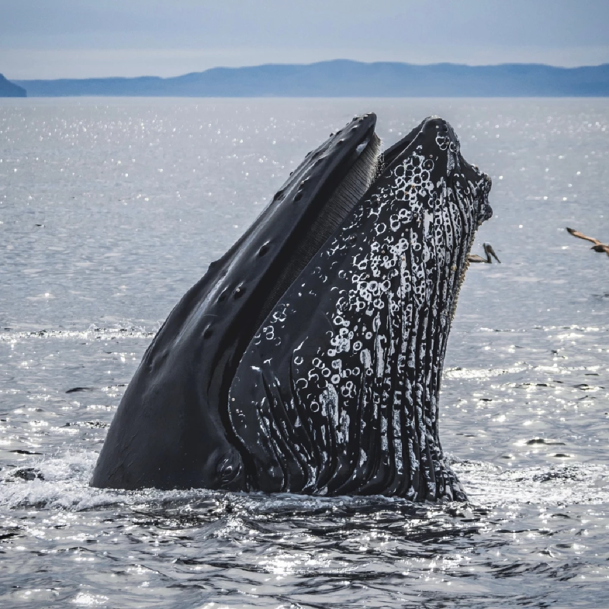 งานวิจัยเผย วาฬมี “สำเนียง” เหมือนภาษาถิ่นมนุษย์