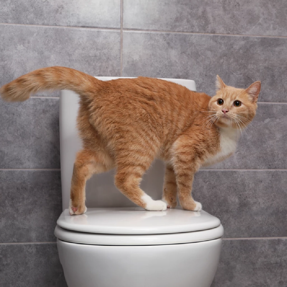 ผู้เชี่ยวชาญเตือนนิ่วในแมวพบมาก ต้องสังเกตอาการใกล้ชิด