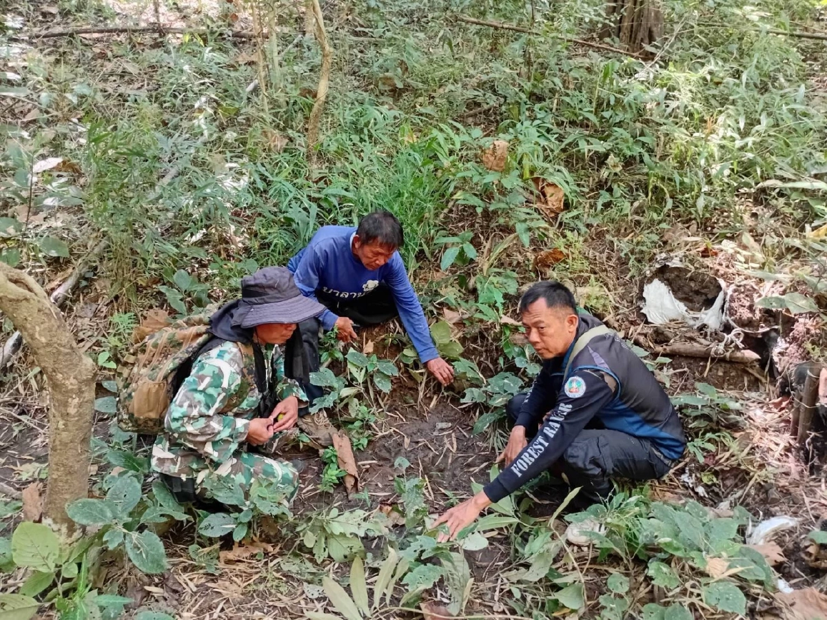 พบร่องรอยเสือโคร่งขนาดใหญ่ใกล้ป่าชุมชนแม่กึ๊ดหลวง จังหวัดตาก