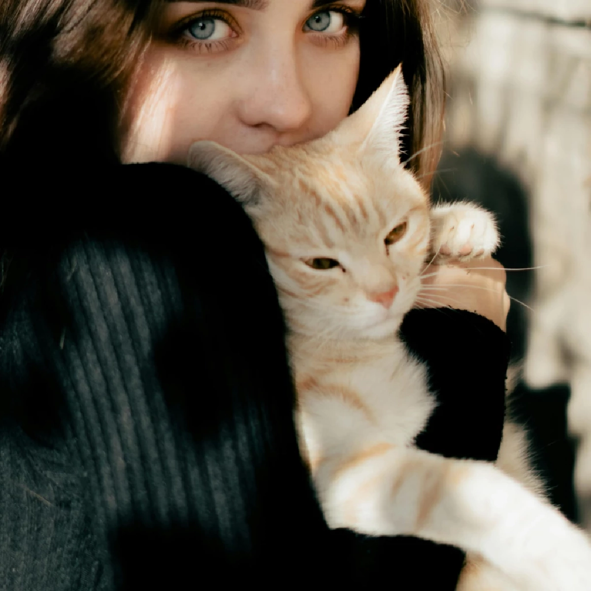 ทำไมกอดแมวถึงโดนตบ? 3 สาเหตุหลักจากสัญชาตญาณที่ทาสต้องเข้าใจ