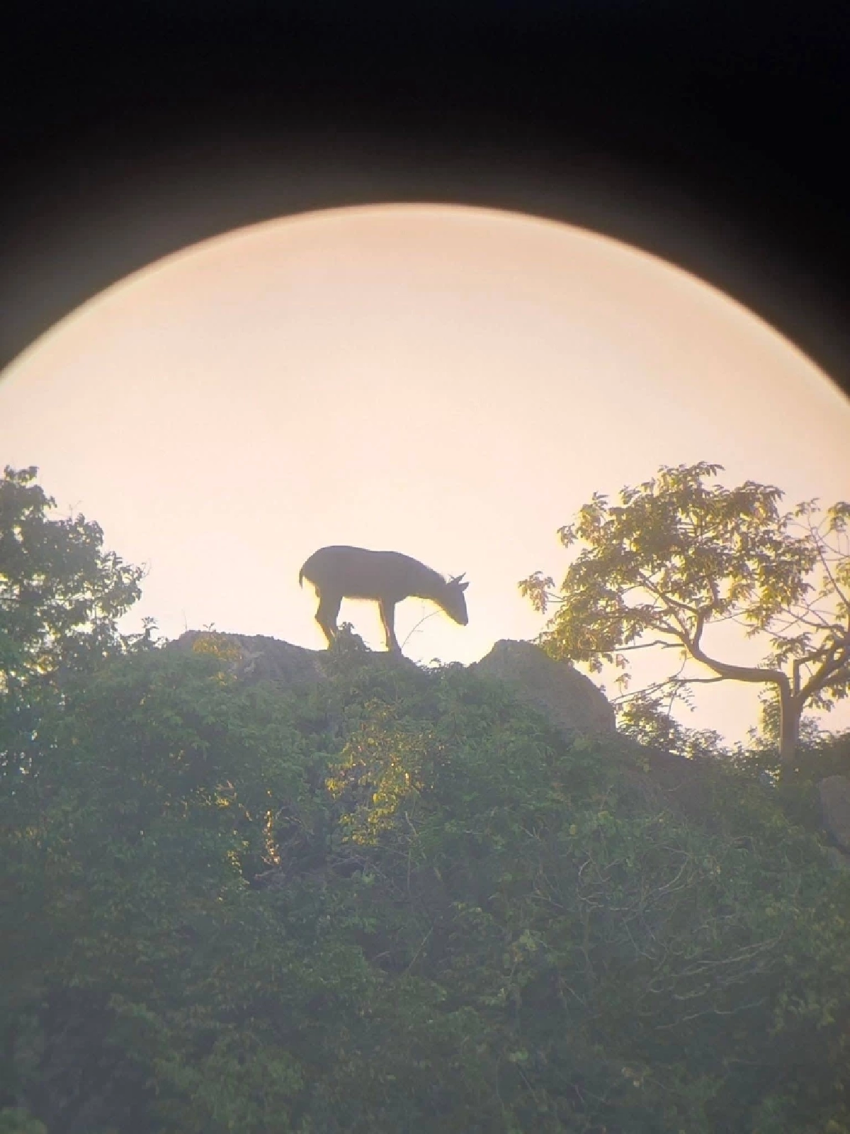 เลียงผาโผล่กลางผาเขาสามร้อยยอด สัญญาณป่ากลับมาสมบูรณ์