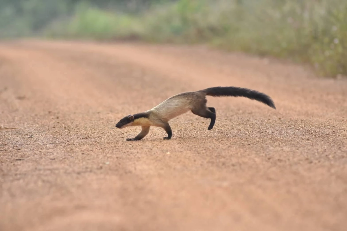 ฮือฮา! พบ "หมาไม้" กลางป่าดงใหญ่ บุรีรัมย์ สะท้อนนิเวศไทยยังสมบูรณ์