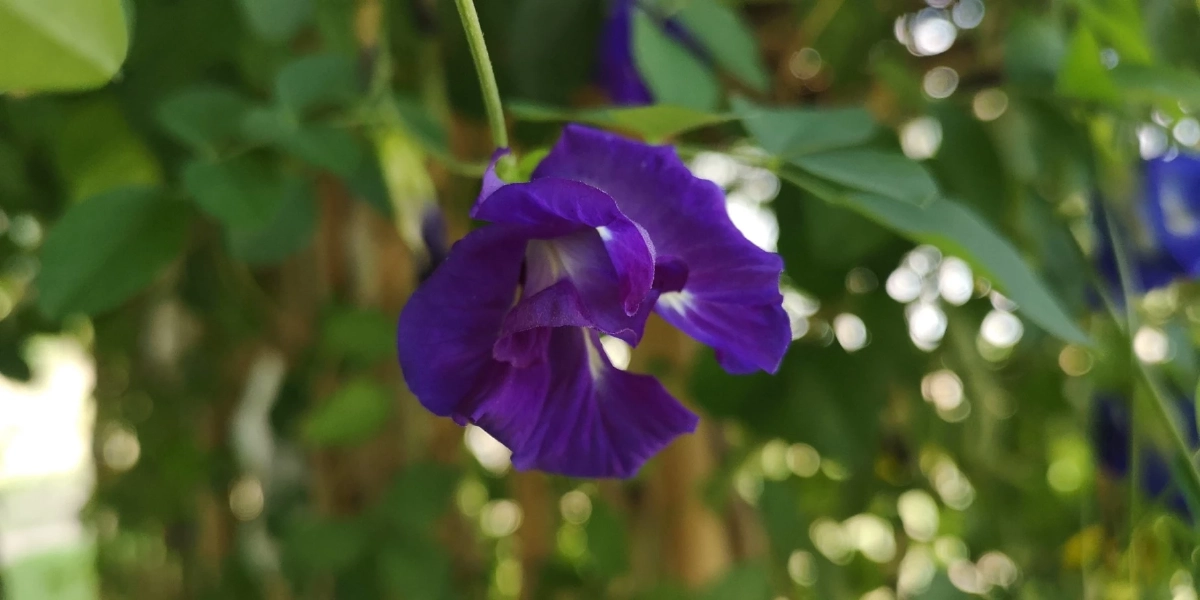 เปิดตัวแรง อัญชันพันธุ์ใหม่ เทพรัตนไพลิน 63 ดอกดก สีสวย รายได้งาม