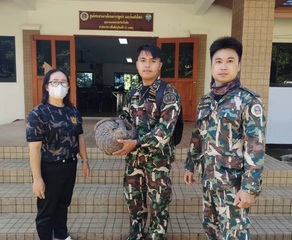 ชาวบ้านวังชิ้นช่วย "ตัวลิ่น" ยักษ์ 7.5 กก. รอดคมเขี้ยวสุนัข ส่งคืนป่าเวียงโกศัย