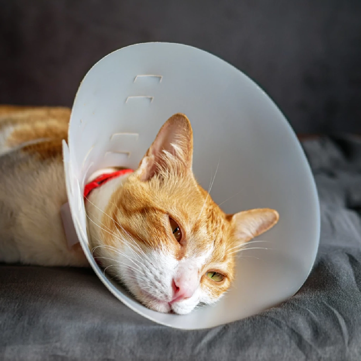 สัตว์เลี้ยงโดนกัดต้องรีบทำ! 3 ขั้นปฐมพยาบาลลดเสี่ยงติดเชื้อ