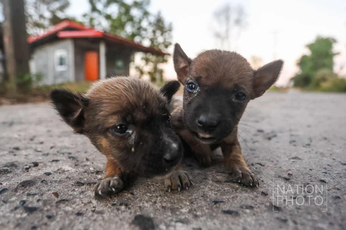 ภาพ โสภน สุเสนา (Sopon Susena)