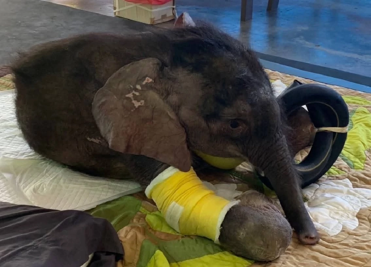 ข่าวดี พังข้าวต้มดีขึ้นต่อเนื่อง! ลูกช้างป่าเริ่มร่าเริง-กินได้มากขึ้น