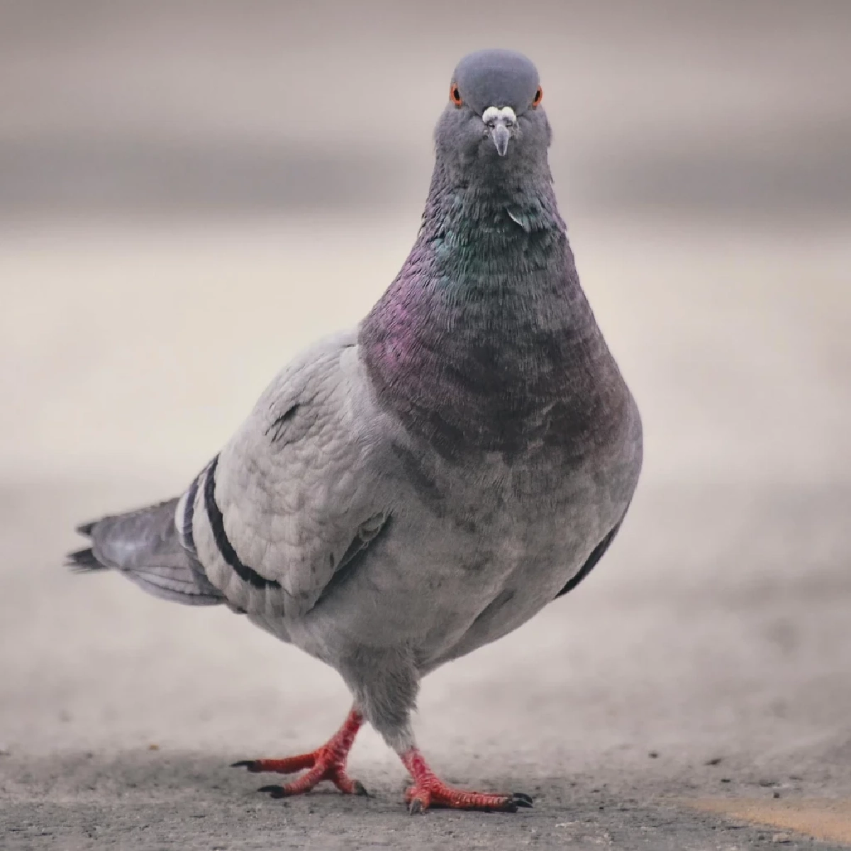 ไขความลับ! ปริศนาการบิน ทำไมนกพิราบไม่หลงทาง 