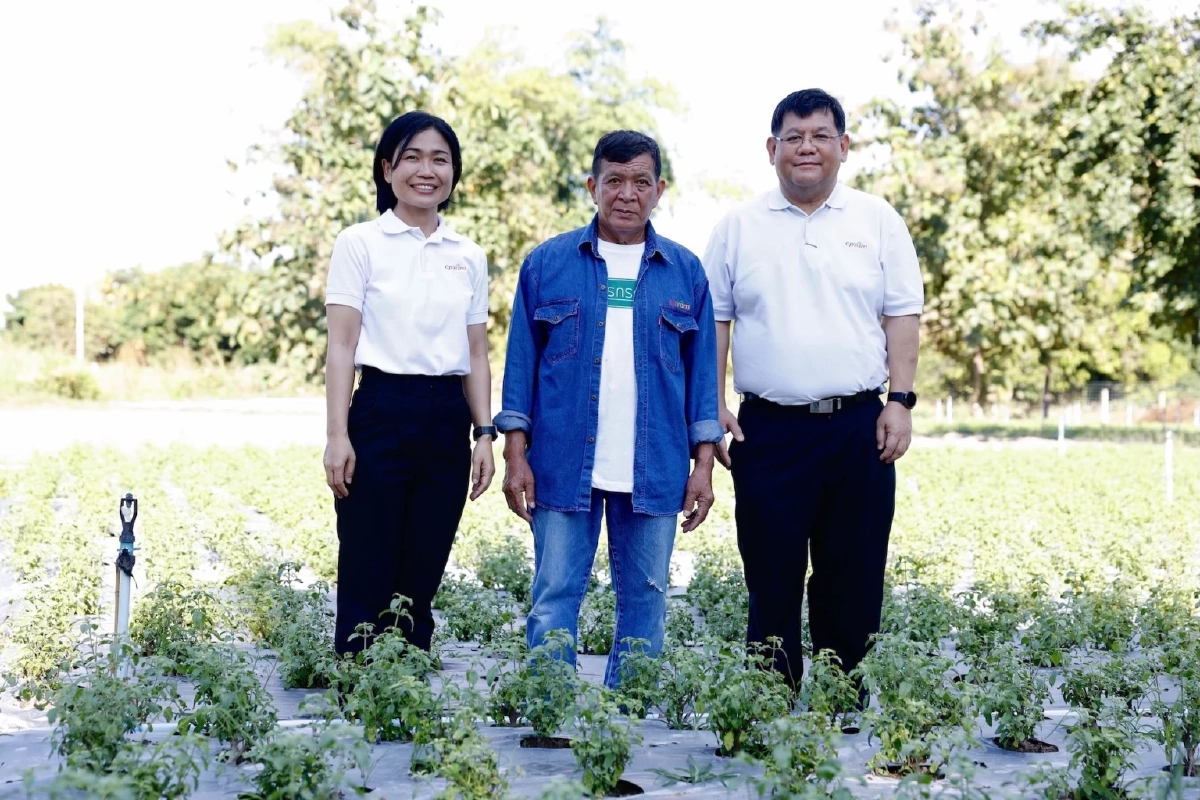 เจาะลึก"ข้าวกะเพรา"การวิจัยสายพันธุ์กะเพราป่า เบื้องหลังความอร่อยข้าวกล่องถาดสีแดงซีพีแรม