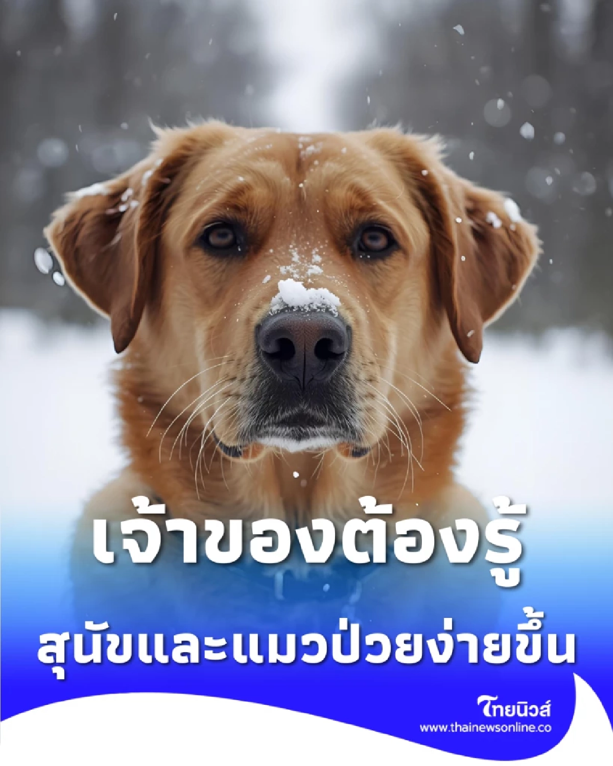 ทำไมหน้าหนาว สุนัขและแมวถึงป่วยง่ายขึ้น เจ้าของต้องรู้