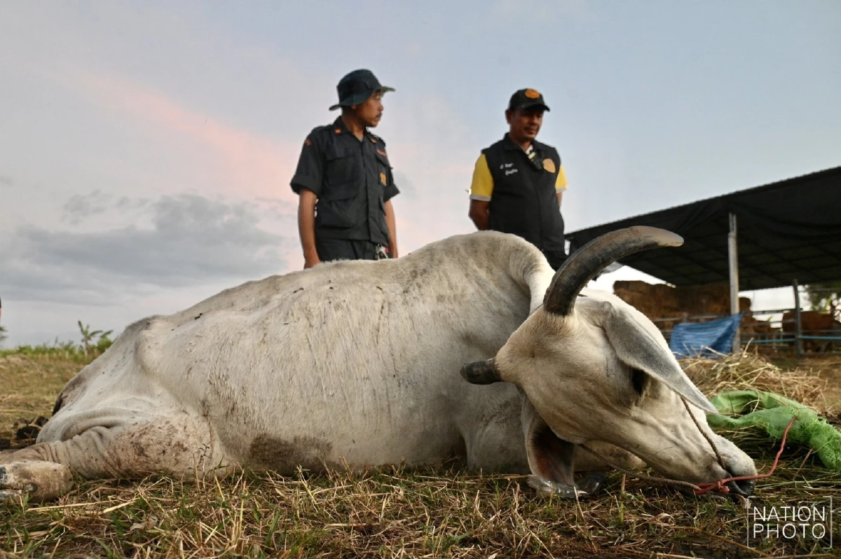 สลดใจ! วัวช็อกเสียงปืนใหญ่ฝั่งเขมร พลัดตกบ่อน้ำ บาดเจ็บสาหัส