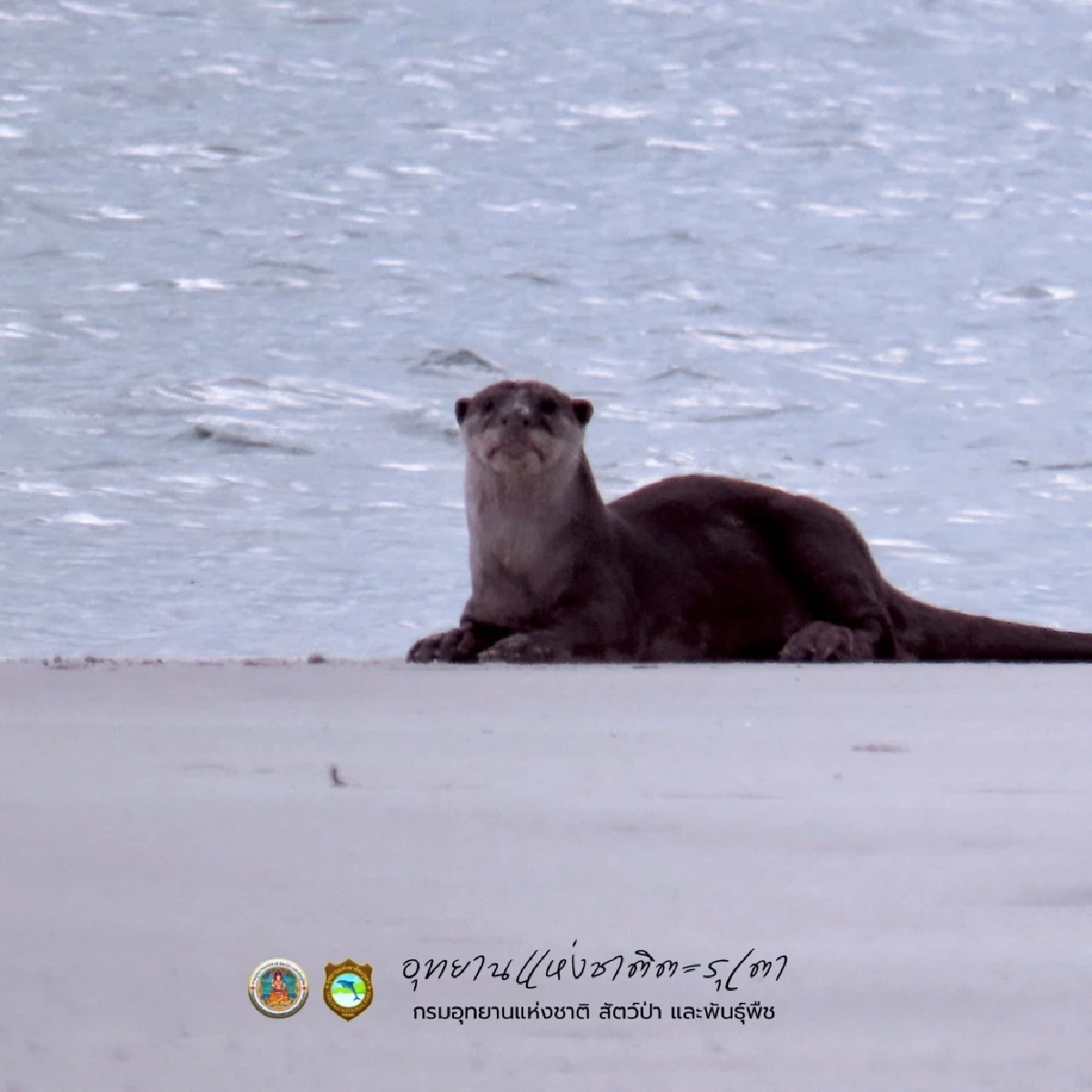 นักท่องเที่ยวฮือฮา นากใหญ่ขนเรียบโผล่หาดพันเตมะละกา