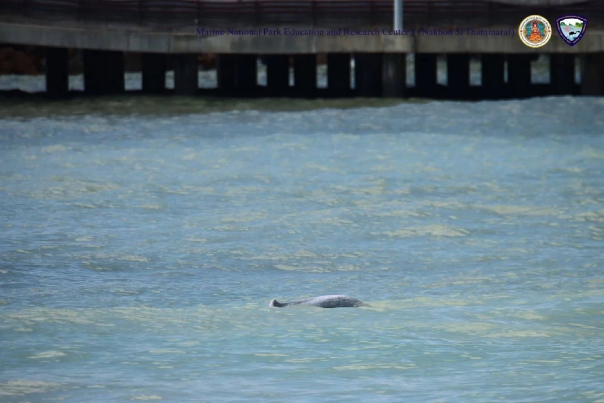 นาทีประทับใจ! พบแม่ลูกโลมาสีชมพูโผล่โชว์ตัว แต่ห่วงทัวร์รุมล้อม