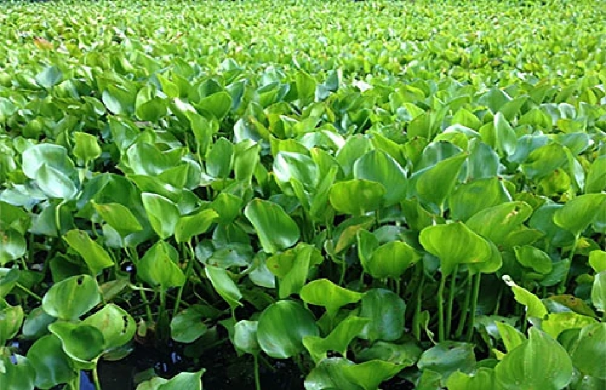 ผักตบชวามีคุณค่า พลิกบทบาทเป็นอาหารสัตว์ ลดต้นทุนเกษตรกร