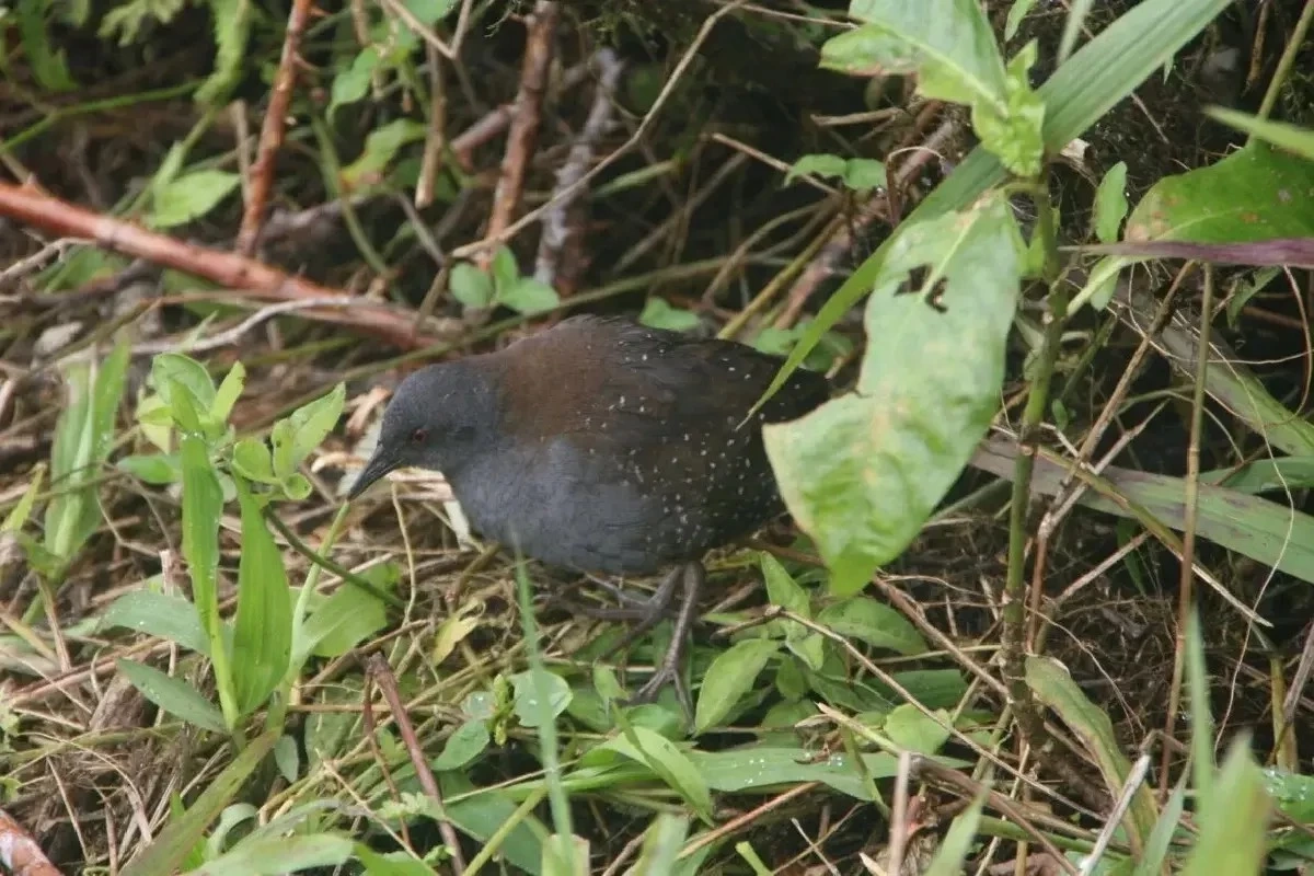 พบ "นกอัญชันกาลาปากอส" บนเกาะฟลอรีอานา หลังหายไปเกือบ 200 ปี