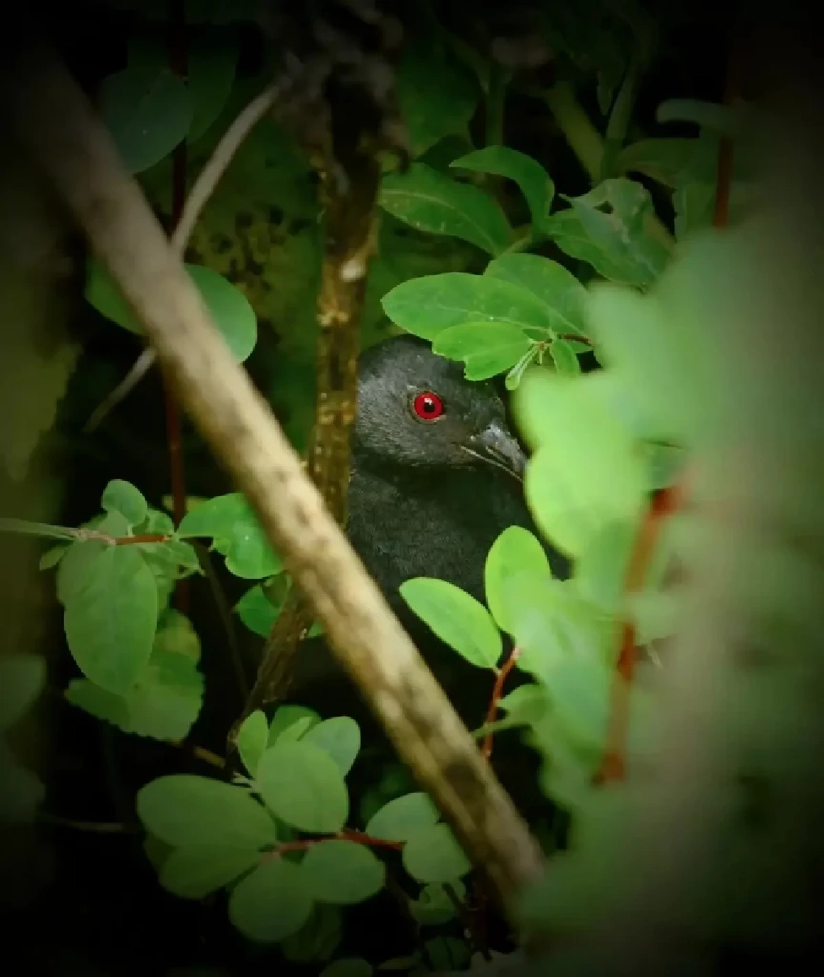 พบ "นกอัญชันกาลาปากอส" บนเกาะฟลอรีอานา หลังหายไปเกือบ 200 ปี