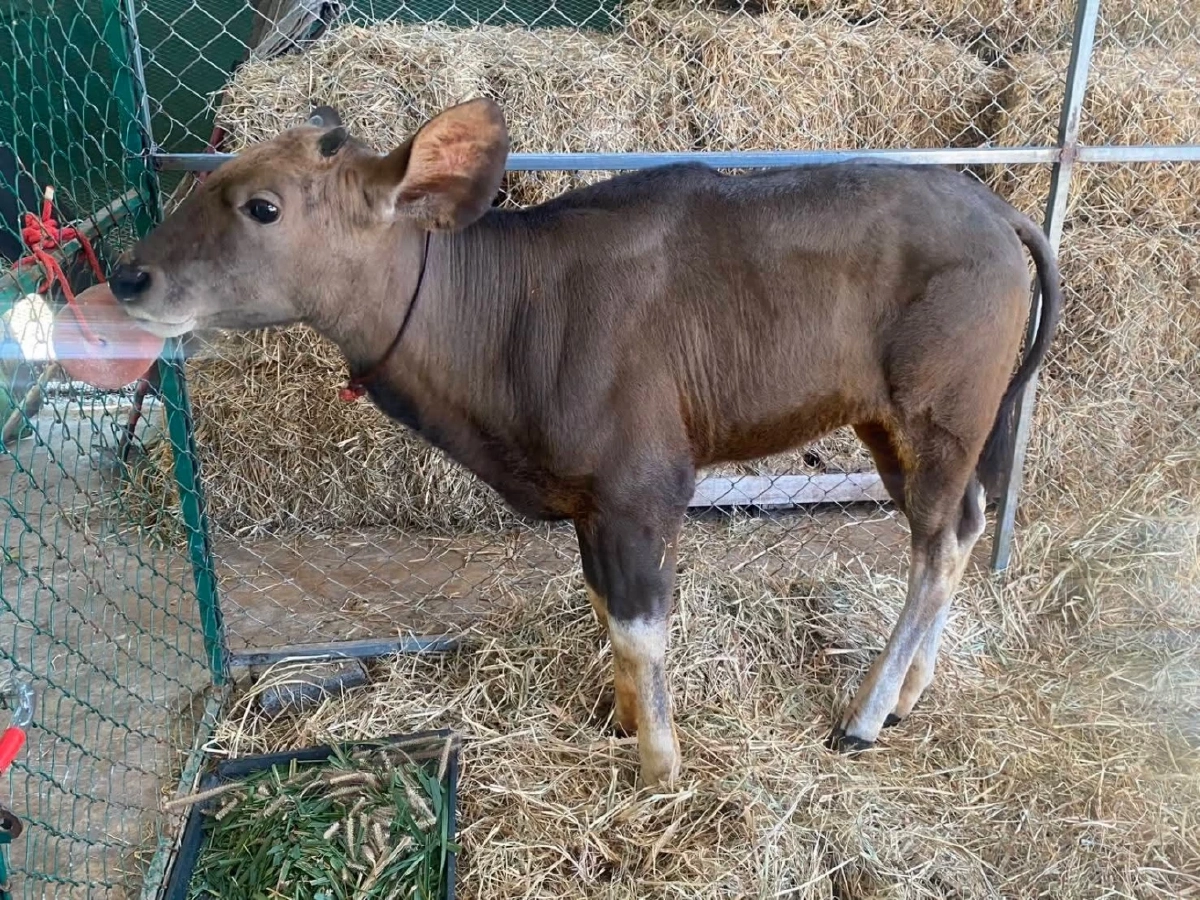 โตไวมาก! ส่องภาพลูกกระทิงหลงทาง 3 เดือนน้ำหนักพุ่งเท่าตัว