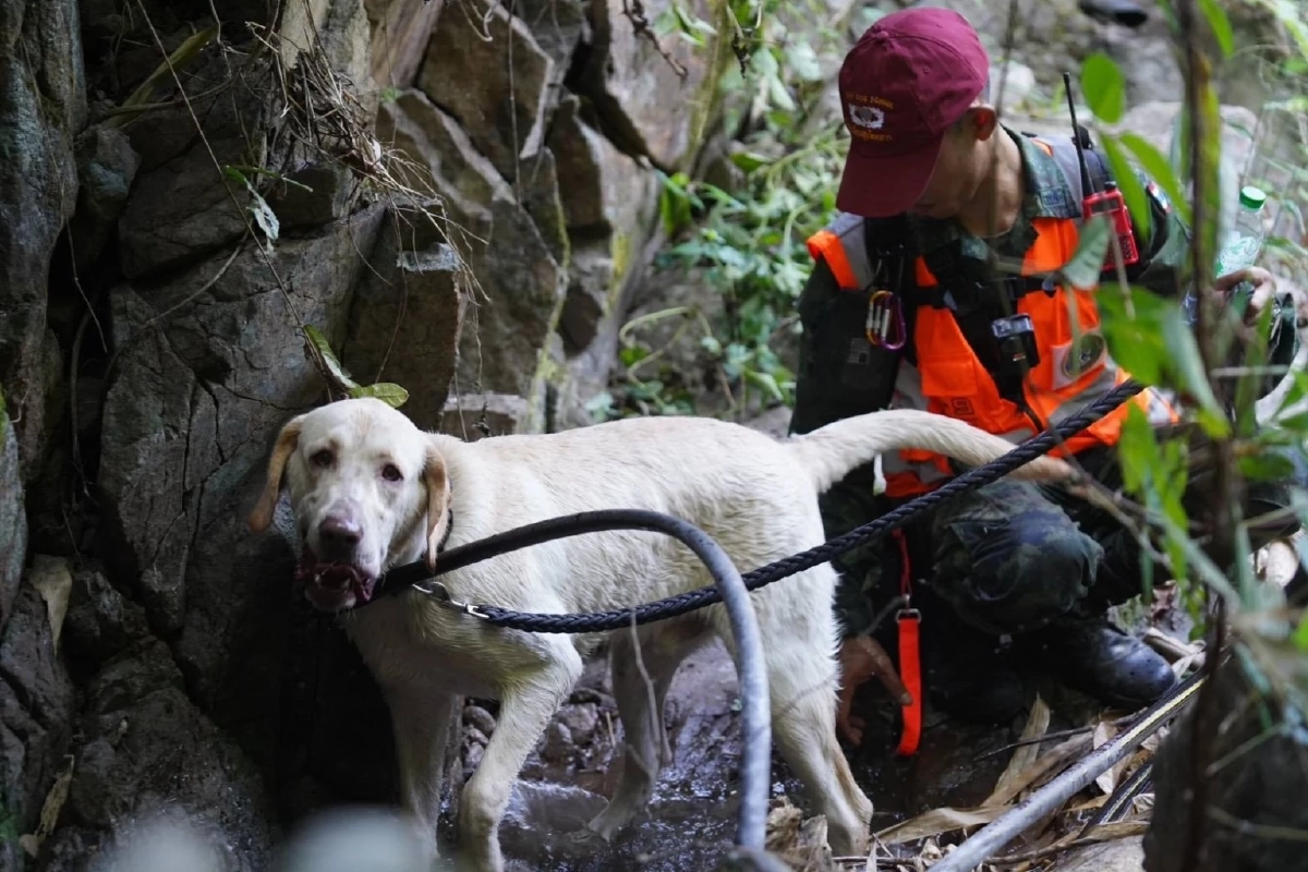 ภารกิจสำเร็จ! ชุดสุนัขค้นหาทบ. พบผู้สูญหายหลังติดป่า 4 วัน 3 คืน