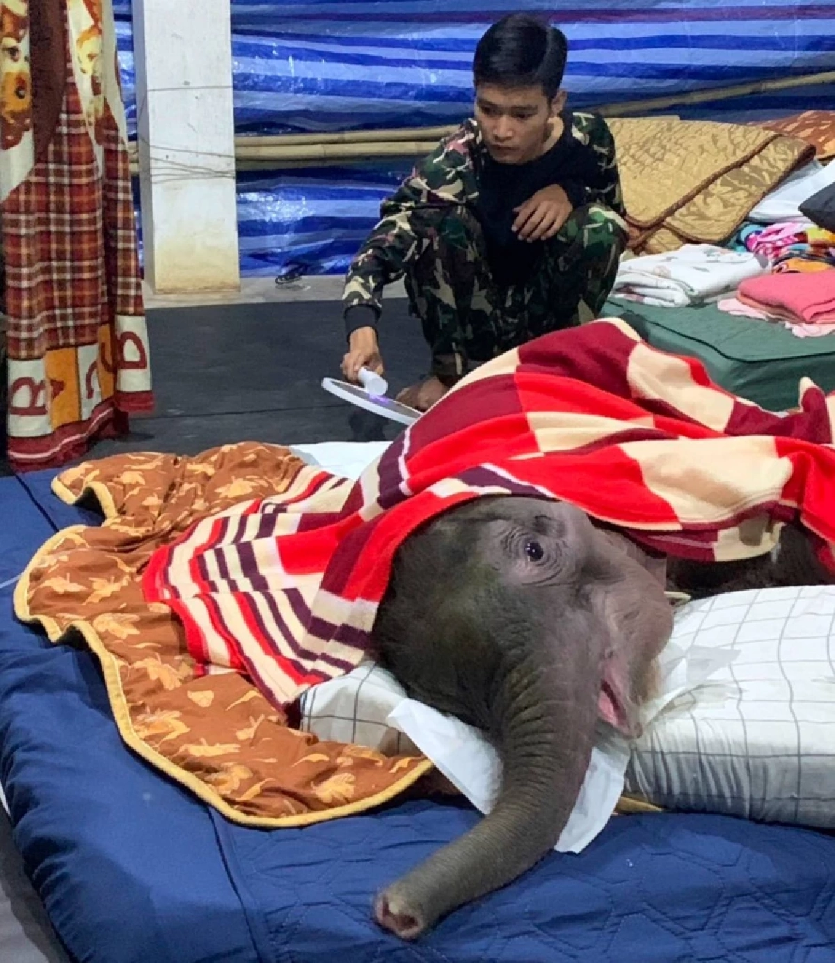 ลูกช้าง “พังข้าวต้ม” ฟื้นตัวเร็ว! กินนมเพิ่ม-ร่าเริงขึ้นชัดเจน