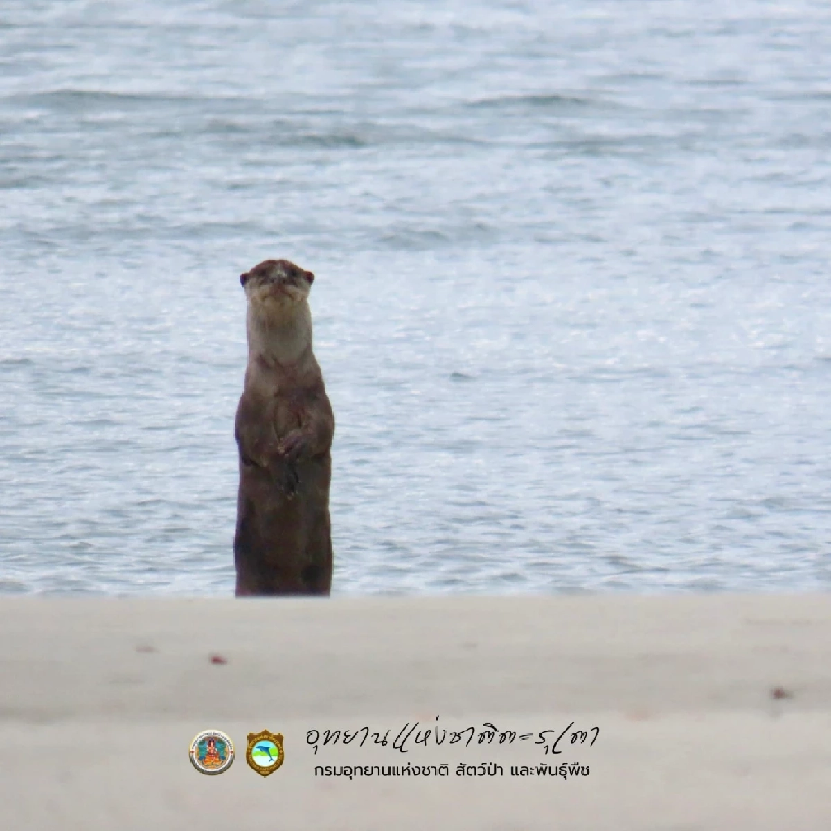 นักท่องเที่ยวฮือฮา นากใหญ่ขนเรียบโผล่หาดพันเตมะละกา