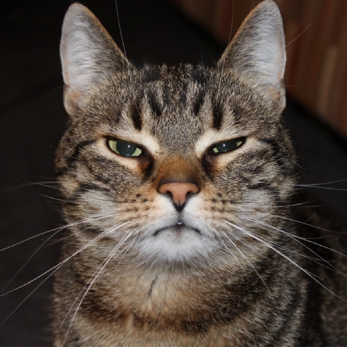 แมวไม่ชอบกลิ่นอะไรบ้าง เปิด 8 กลิ่นต้องห้ามที่ทาสแมวควรรู้