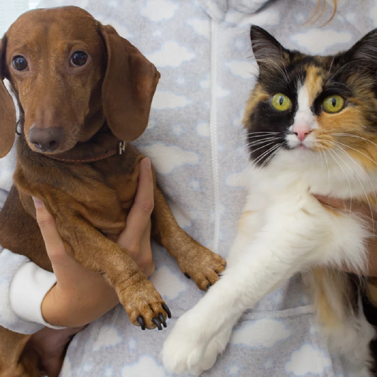 กทม. เตรียมเลื่อนบังคับใช้ข้อบัญญัติเลี้ยงสัตว์ หลังรับฟังเสียงประชาชน