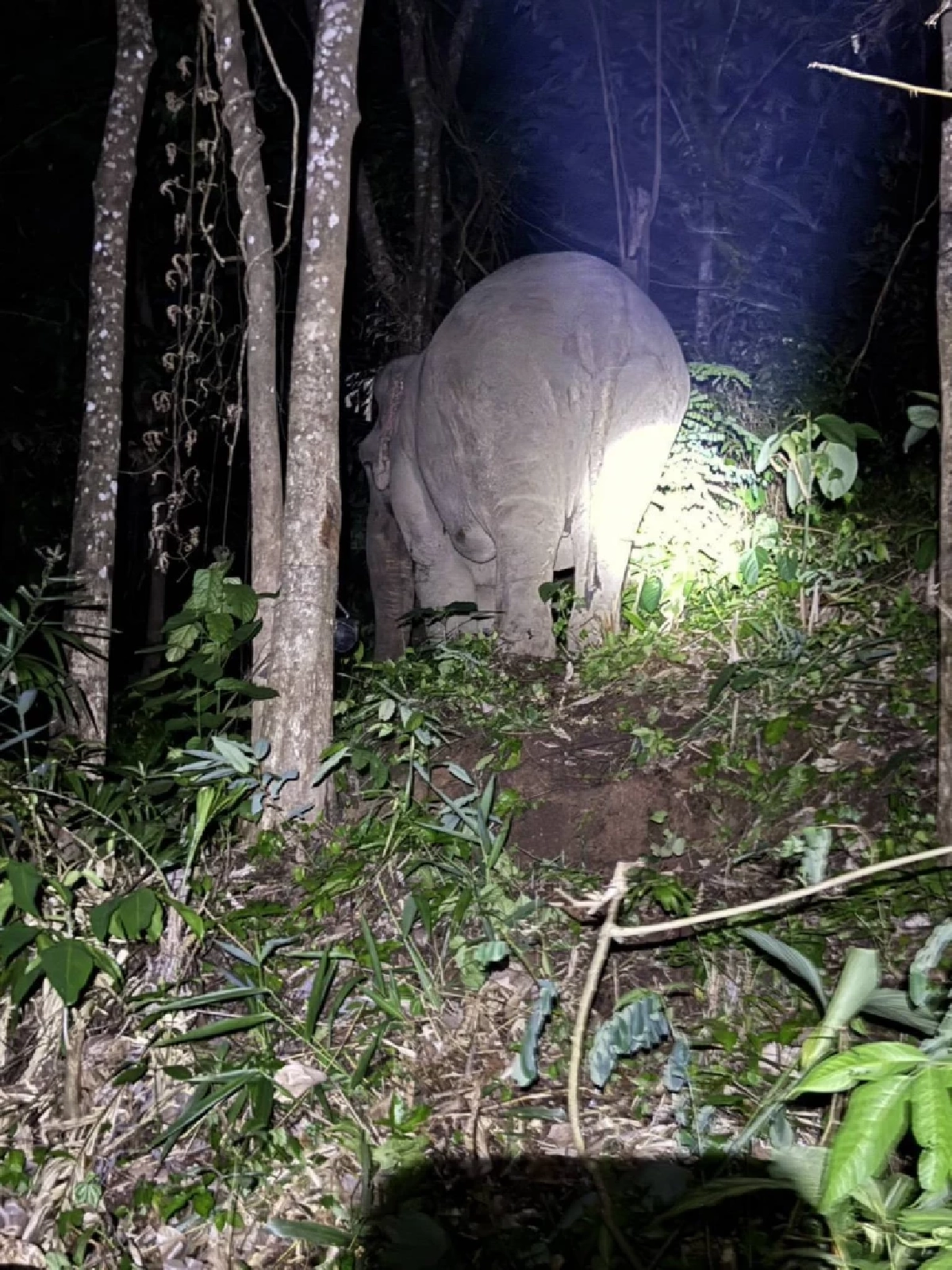 ชุดเฝ้าระวังช้างป่า เร่งติดตามและผลักดันช้าง 5 ตัว กลับสู่ป่า