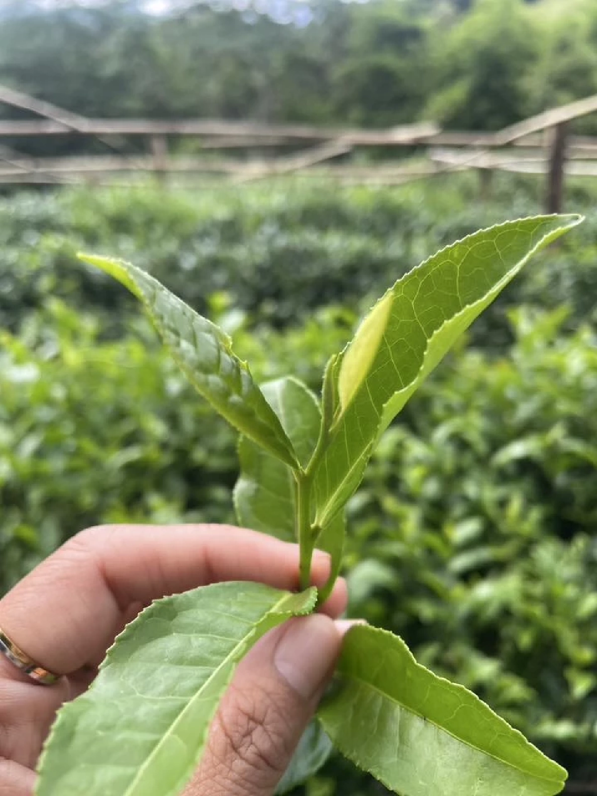 เปิดตัวชาพันธุ์ใหม่ ชากวก.เชียงใหม่ 1 ดันดาวเด่น หอม รสละมุน