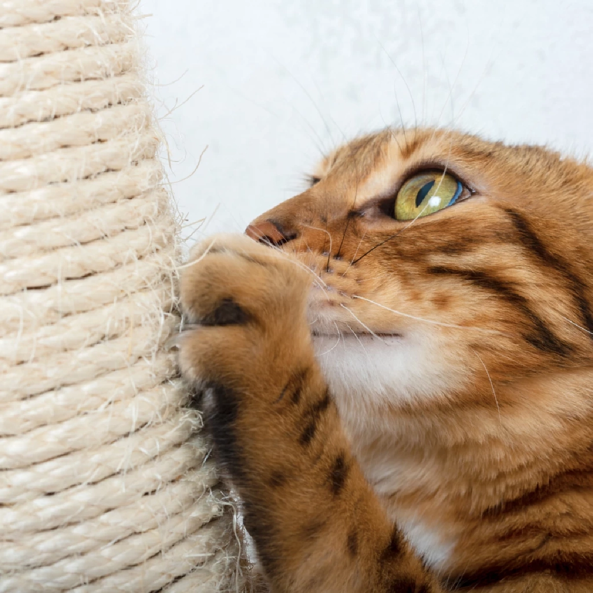 ดุแมวแล้วทำไมต้องไปฝนเล็บ? ความจริงที่ทาสแมวเข้าใจผิดมาตลอด