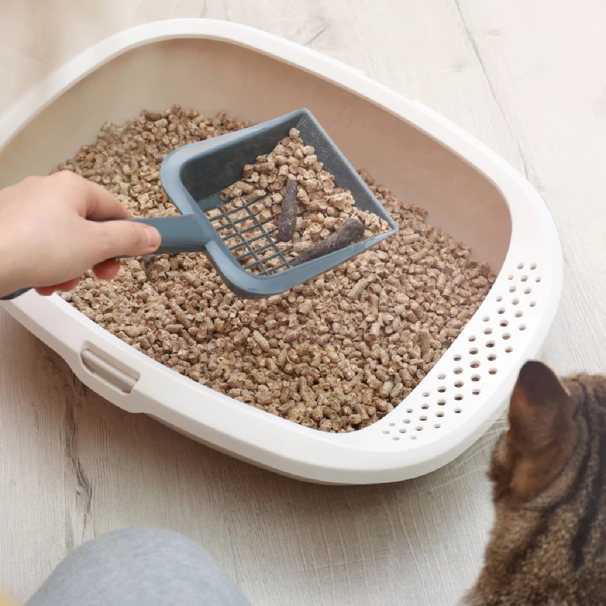 วิธีทิ้งทรายแมวเต้าหู้ลงชักโครกให้ปลอดภัย ไม่ทำท่ออุดตัน