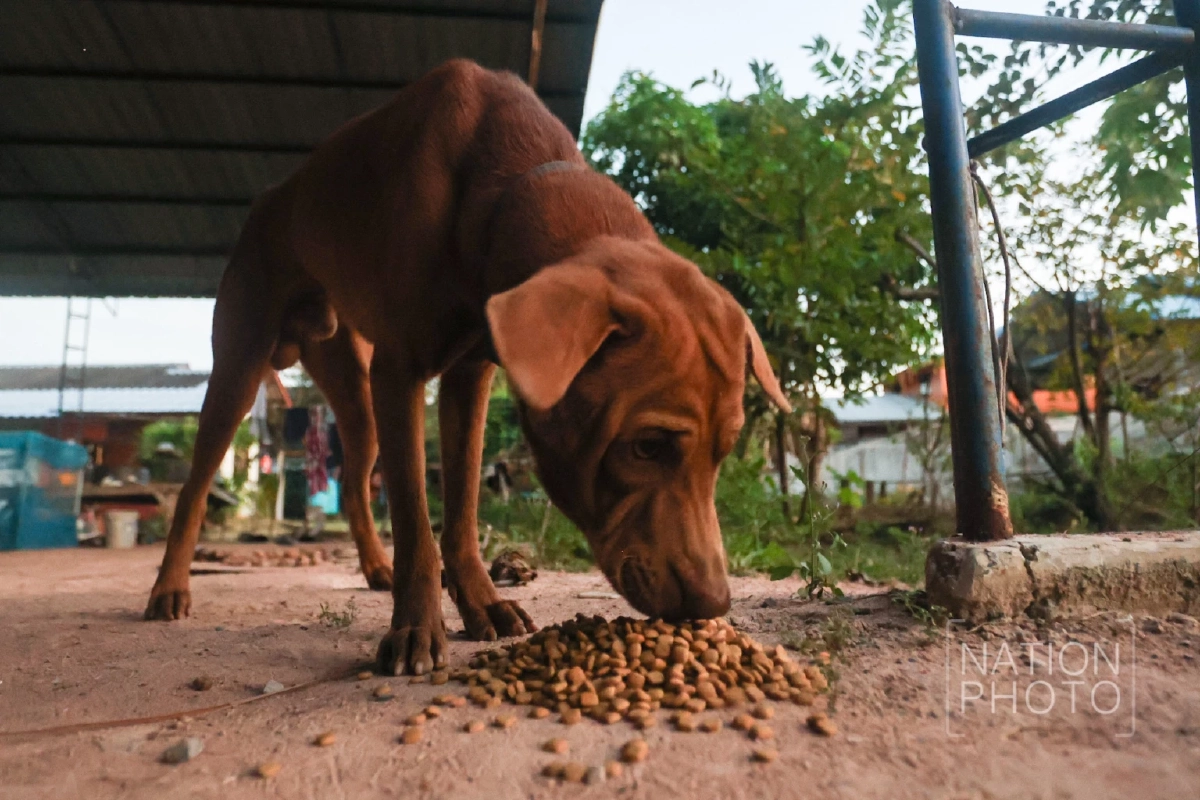 ภาพ โสภน สุเสนา (Sopon Susena)