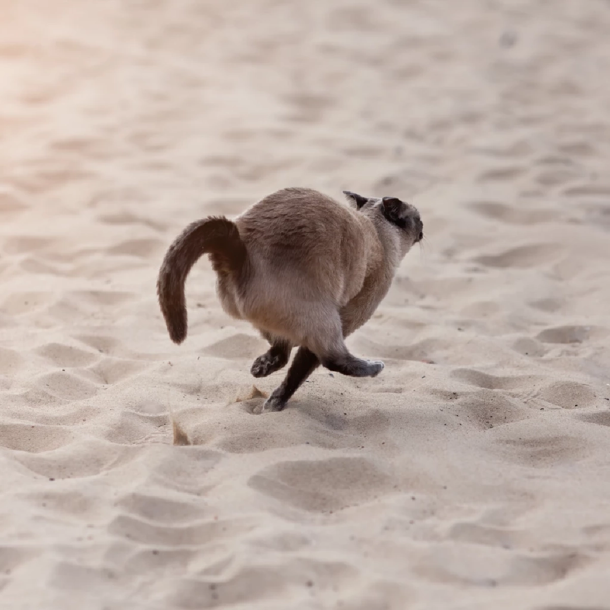 เห็นนิ่งๆ แต่ไวจัด เหตุผลที่แมวตอบสนองเร็วกว่า มนุษย์