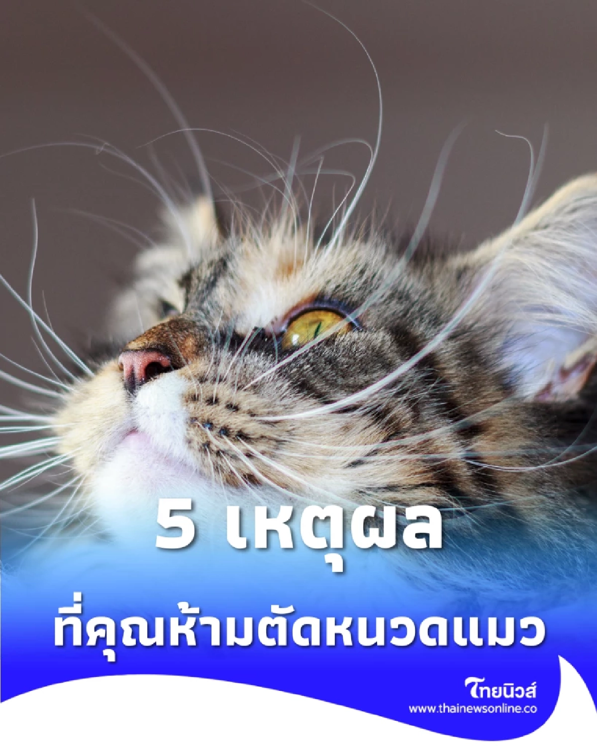 5 เหตุผลที่คุณห้ามตัดหนวดแมว เด็ดขาด ถ้าไม่อยากให้ชีวิตน้องพัง