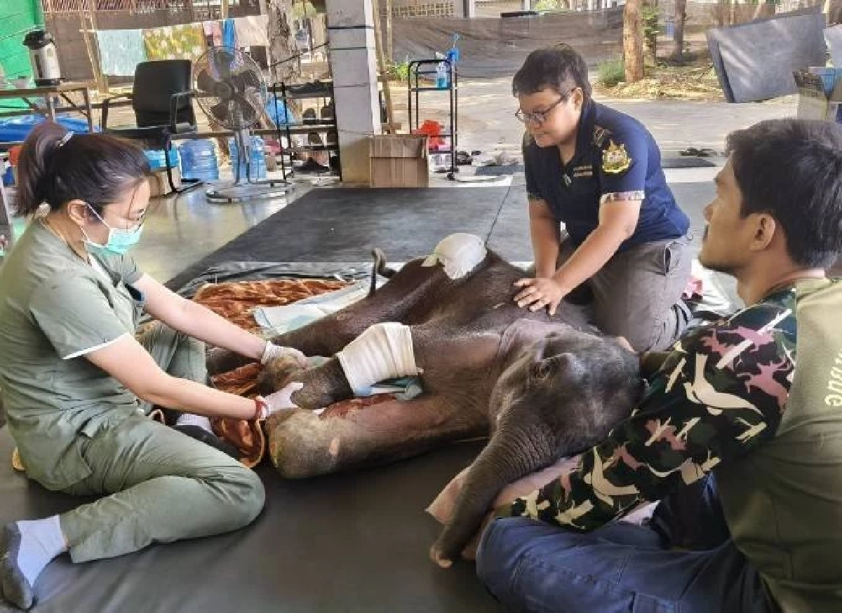 น้องข้าวต้ม ลูกช้างป่าเพศเมียอาการดีขึ้น ทีมสัตวแพทย์ดูแล