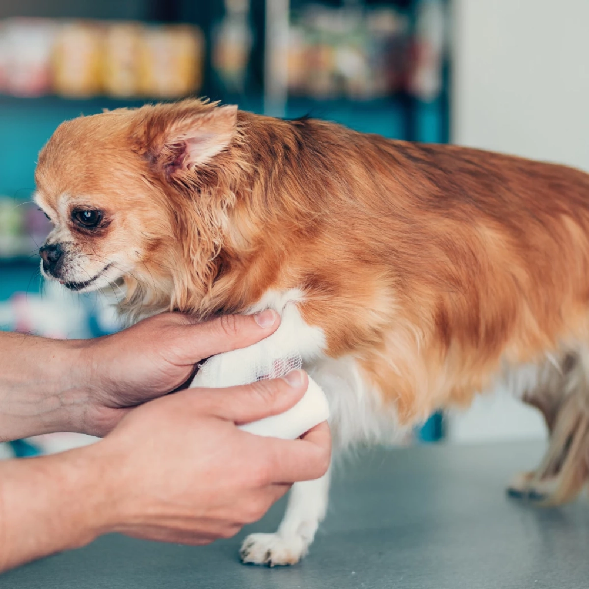 สัตว์เลี้ยงโดนกัดต้องรีบทำ! 3 ขั้นปฐมพยาบาลลดเสี่ยงติดเชื้อ
