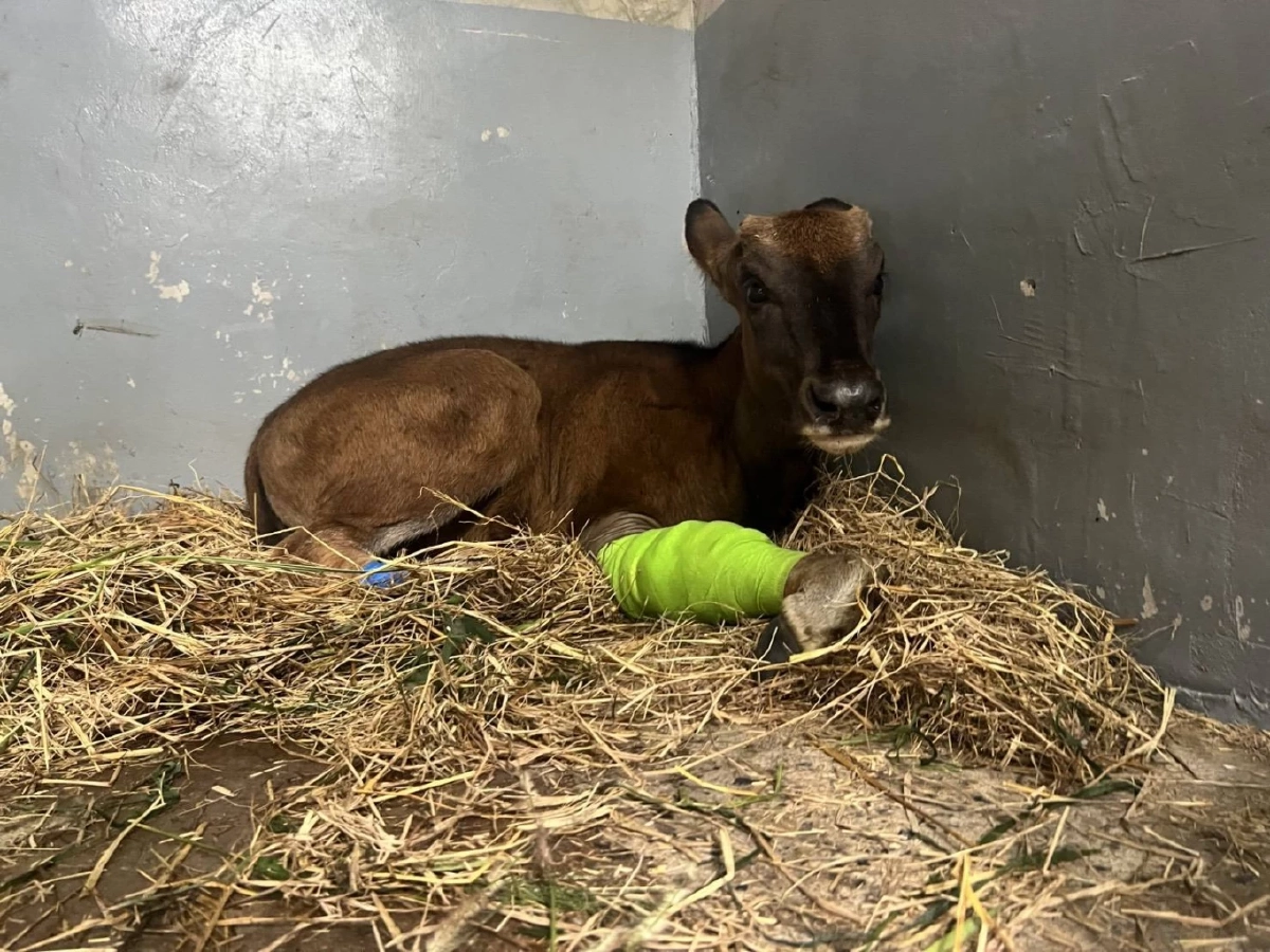 ข่าวดี! ลูกกระทิงติดบ่วงอาการดีขึ้น สบอ.1 ปราจีนบุรี เผยผลรักษา