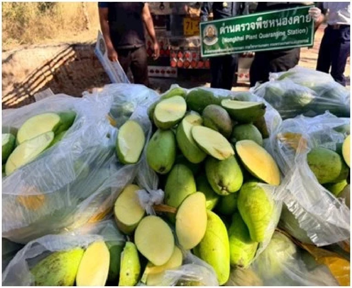 ดักจับ มะม่วงแก้วขมิ้นลักลอบนำเข้า 13 ตัน ยึดของกลางเพียบ