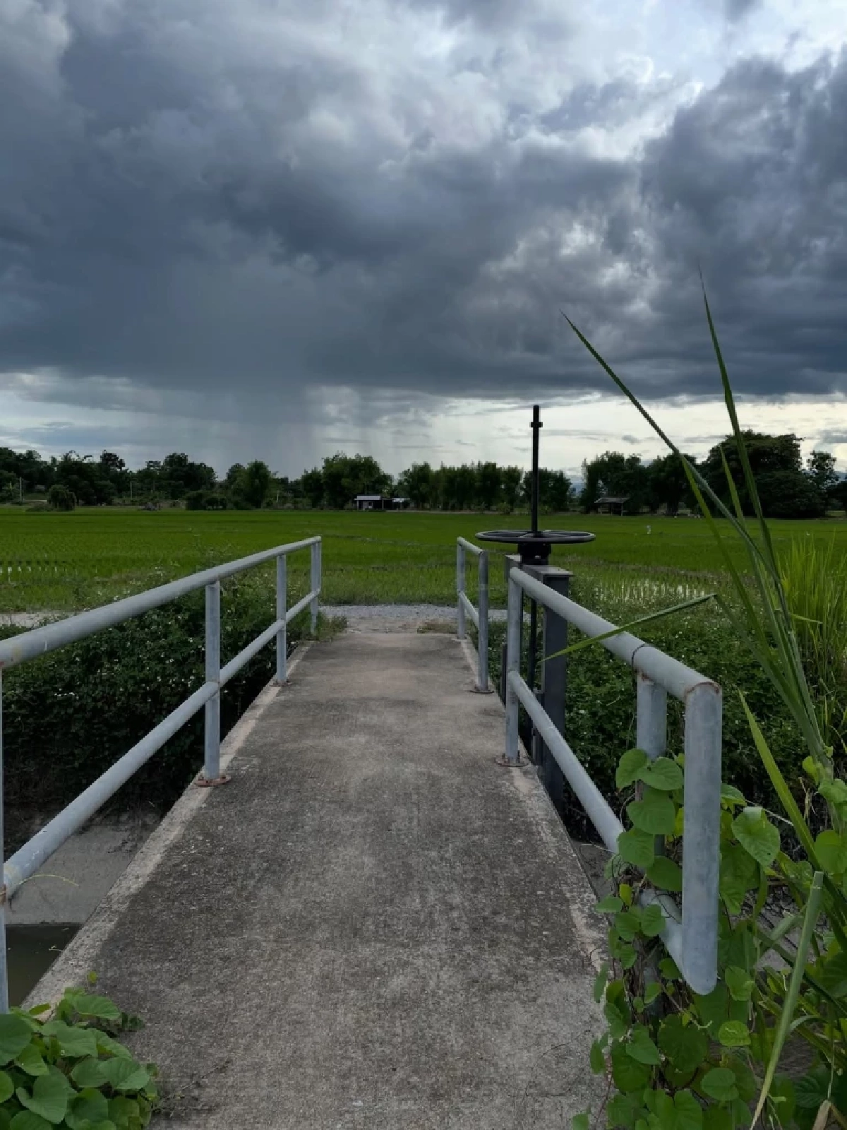  ทำเลน่าอยู่ “ซาร่า โฮเลอร์” ปล่อยที่ดินเชียงใหม่ พร้อมสวนลำไย  