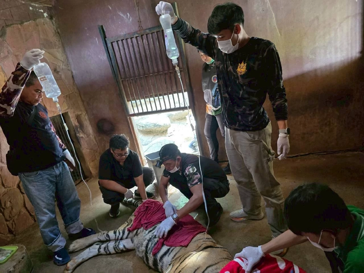 ข้าวปั้น-ข้าวผัด เสือโคร่งชราวัย 18 ปี ฟื้นตัวแข็งแรงหลังผ่าตัด