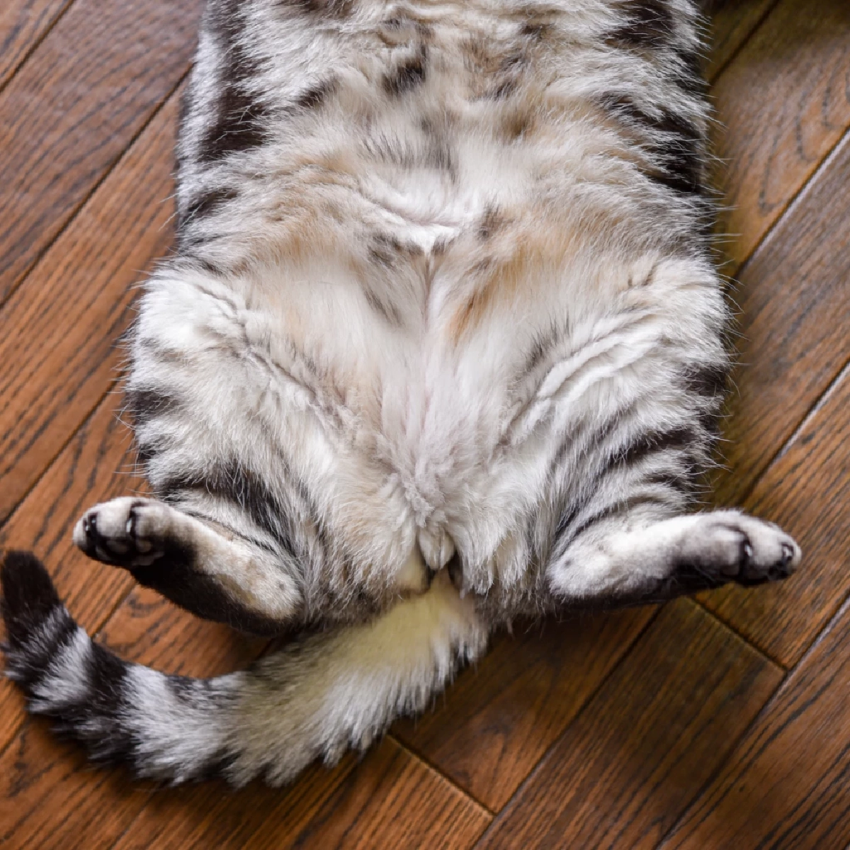 พุงห้อยแมวคืออะไร? เผยความจริงที่เจ้าของส่วนใหญ่ไม่เคยรู้