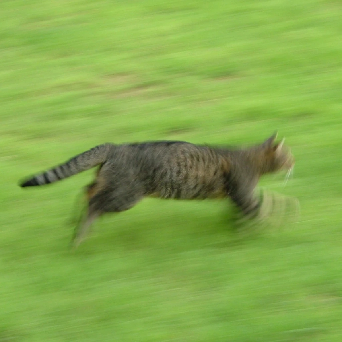 เห็นนิ่งๆ แต่ไวจัด เหตุผลที่แมวตอบสนองเร็วกว่า มนุษย์