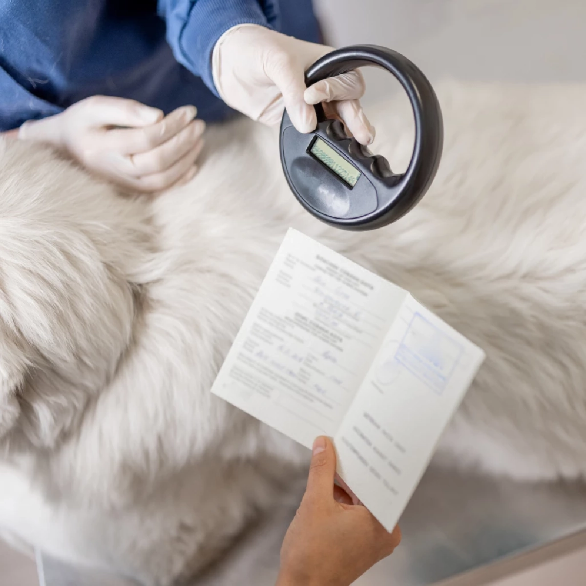 แนะเจ้าของสัตว์เลี้ยงใน กทม. เตรียมฝังชิป-จดทะเบียนก่อนปี 69